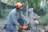 tree service arborist stump root thin lace shape palm crown reduction cut san diego professional licenced insured bonded affordable competitive bid quote work frond skin trim trimming prune consultation safety recommendation clearing removal leaves berries seeds cones flush maintenence yearly company referal discount healthy advise appraisal value view clearance sick educated business skinned flightless bark disease climb cleanup complete artistic crown